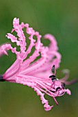 NERINE BOWDENII VAR WELSII