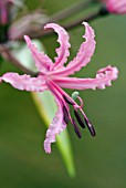 NERINE BOWDENII VAR WELSII