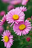 ASTER NOVAE-ANGLIAE, ROSA SIEGER