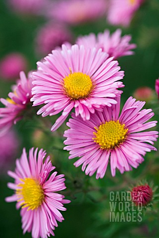 ASTER_NOVAEANGLIAE_ROSA_SIEGER