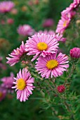 ASTER NOVAE-ANGLIAE, ROSA SIEGER