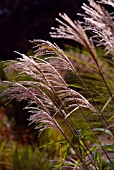 MISCANTHUS TRANSMORRISONENSIS