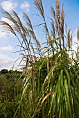 MISCANTHUS SINENSIS, POSEIDON