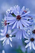 ASTER, PHOTOGRAPH