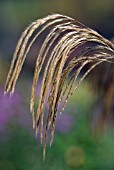 MISCANTHUS NEPALENSIS