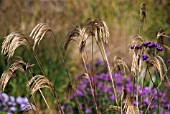 MISCANTHUS NEPALENSIS