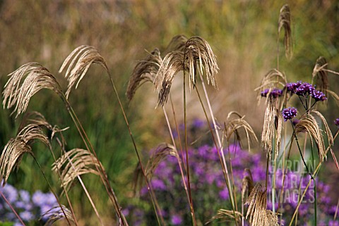 MISCANTHUS_NEPALENSIS