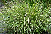 HAKONECHLOA MACRA ALBOLINEATA