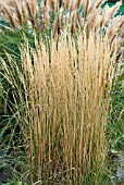 CALAMAGROTIS X ACUTIFLORA OVERDAM IN FRONT OF MISCANTHUS