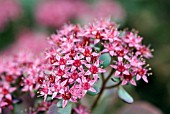 SEDUM CAUTICOLA, LIDAKENSE