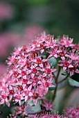 SEDUM CAUTICOLA, LIDAKENSE