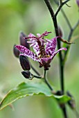 TRICYRTIS FORMOSANA, DARK BEAUTY