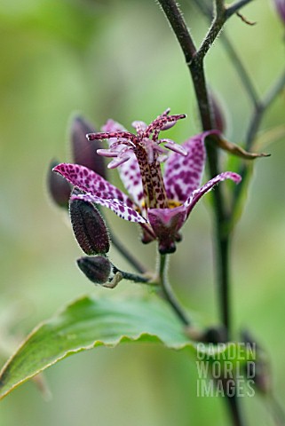 TRICYRTIS_FORMOSANA_DARK_BEAUTY