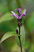 TRICYRTIS FORMOSANA, DARK BEAUTY