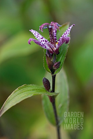 TRICYRTIS_FORMOSANA_DARK_BEAUTY