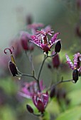 TRICYRTIS FORMOSANA, DARK BEAUTY