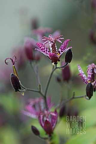 TRICYRTIS_FORMOSANA_DARK_BEAUTY