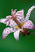 TRICYRTIS HIRTA MATSUKAZE, TOAD LILY