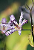 TRICYRTIS EMPRESS, JAPANESE TOAD LILY