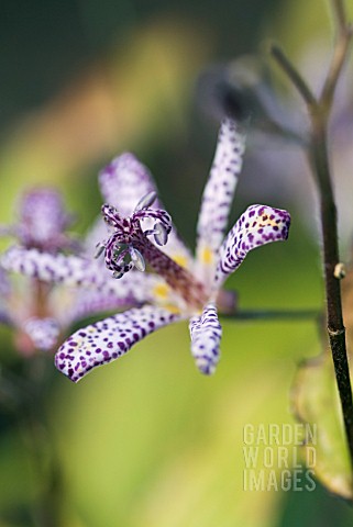 TRICYRTIS_EMPRESS_JAPANESE_TOAD_LILY