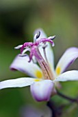 TRICYRTIS TOJEN, TOAD LILY