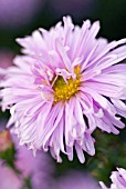 ASTER FELLOWSHIP, MICHAELMAS DAISY