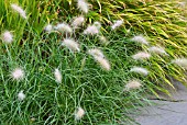 PENNISETUM VILLOSUM PLANTED WITH HAKONECHLOA MACRA AUREOLA