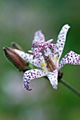 TRICYRTIS FORMOSANA, TOAD LILY