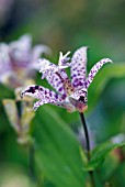 TRICYRTIS HIRTA ALBOMARGINATA, TOADLILY