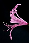 NERINE BOWDENII