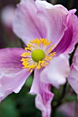 ANEMONE HUPEHENSIS, LADY GILMOUR