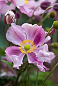 ANEMONE HUPEHENSIS, LADY GILMOUR