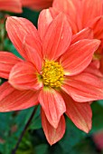 DAHLIA DWARF BEDDING, REDSKIN