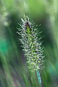 PENNISETUM ALOPECUROIDES HAMELN