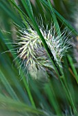 PENNISETUM ALOPECUROIDES HAMELN