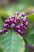 CALLICARPA BODINIERI VAR GIRALDII