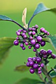 CALLICARPA BODINIERI VAR GIRALDII