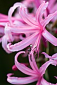 NERINE BOWDENII