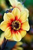 DAHLIA MOONFIRE