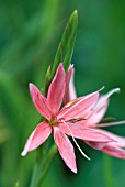 SCHIZOSTYLIS COCCINEA, SALMON CHARM