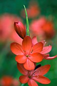 SCHIZOSTYLIS COCCINEA MAJOR