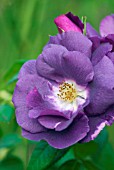 ROSA RHAPSODY IN BLUE