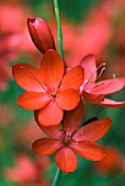 SCHIZOSTYLIS COCCINEA MAJOR