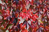 PARTHENOCISSUS TRICUSPIDATA BOSTON IVY JAPANESE IVY