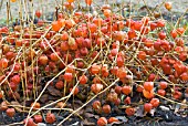 PHYSALIS ALKEKENGI CHINESE LANTERN