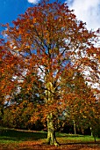 FAGUS SYLVATICA, COPPER BEACH