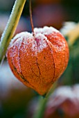 PHYSALIS ALKEKENGI, CHINESE LANTERN FROSTED