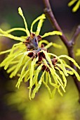 HAMAMELIS X INTERMEDIA, ARNOLD PROMISE, WITCH HAZEL