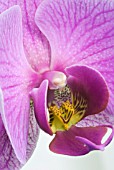 PHALAENOPSIS MOTH ORCHID