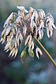 AGAPANTHUS AFRICANUS